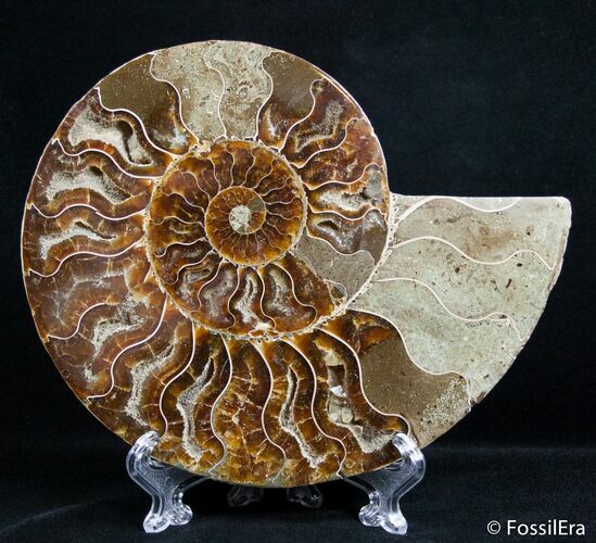 Inch Split Ammonite (Half) #2652